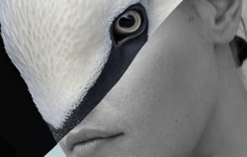 Il lago dei cigni<br>Prova generale MSF